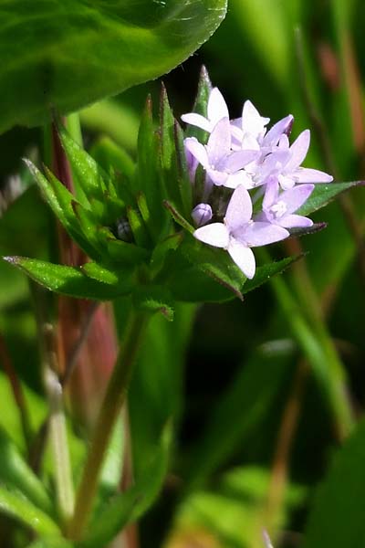 Shérardie des champs